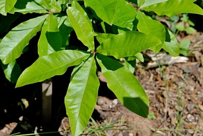 Quercus imbricaria - dub celokrajný - letní listy